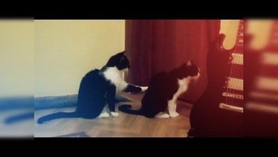 El gato que pide perdón a otro