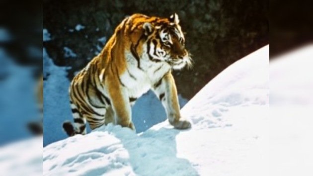 Los tigres en peligro ya tienen su centro de atención