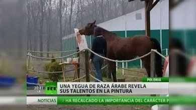 Una yegua pintora en Polonia