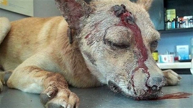 Un hombre golpea y apuñala al perro de su exnovia por venganza