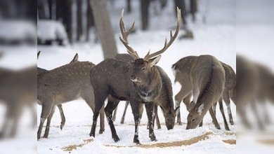 Los collares reflectantes salvan la vida de los renos en Noruega