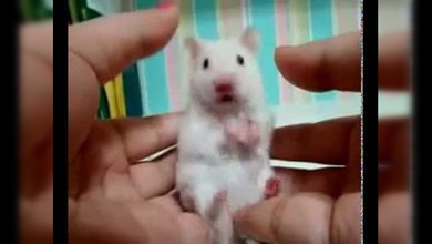 Ratón Sorprendido
