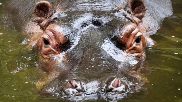 Video: Hipopótamo queda atrapado en una piscina