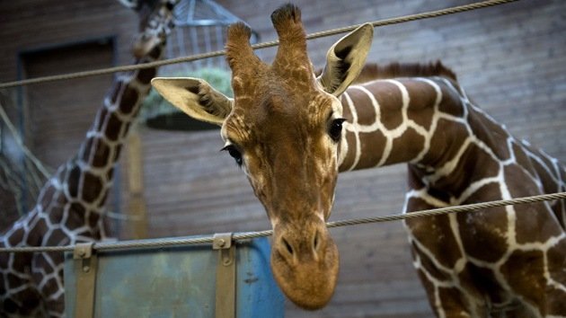 El despiece de una jirafa delante de niños en un zoo de Dinamarca desata la polémica