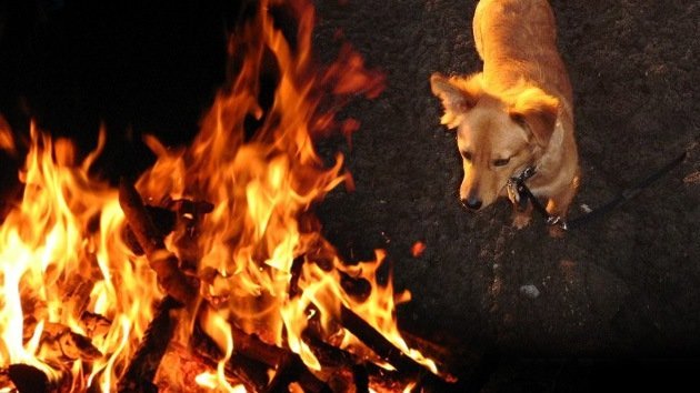 Animalada 'inquisitorial' contra un perro: atan y queman vivo a un can en España