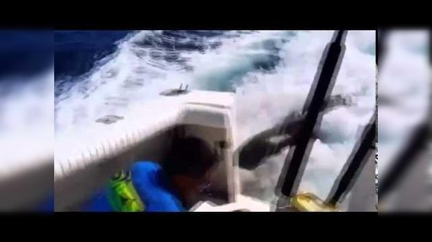 Al abordaje: un león marino aborda un barco en marcha para alimentarse