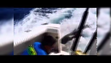 Al abordaje: un león marino aborda un barco en marcha para alimentarse
