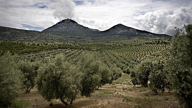España: Moscas transgénicas 'siembran' preocupación entre agricultores y ambientalistas