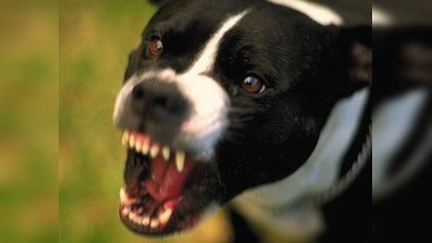 ¿Perros peligrosos o dueños negligentes?