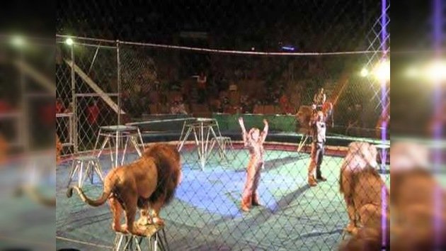 Domador de circo es atacado por varios leones en plena función