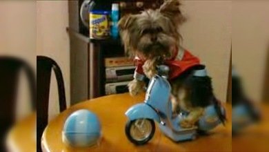 Un yorkshire a la última moda