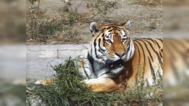 13 países debatirán el futuro del tigre 
