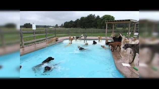 SPAperros: la alegría de unos canes en una piscina