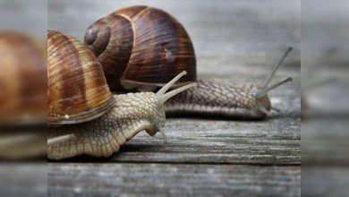 Lentos pero seguros...los caracoles invaden Miami