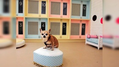 Vida de perros... entre hoteles y 'versaces'
