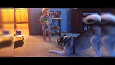 Un bebé y un husky siberiano mantienen una conversación