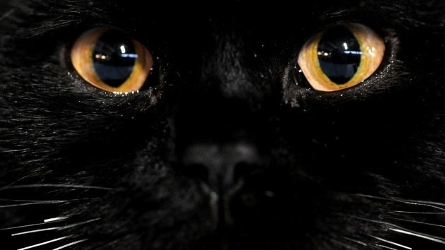 Pánico ante un gato negro: origen de las supersticiones que seguimos en la actualidad