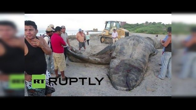 Nicaragua: Entierran a una ballena azul de 18 metros en la playa