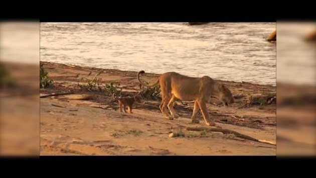 Un joven león defiende a una cría del ataque de un cocodrilo