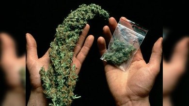 Se celebra en Washington la primera feria de la marihuana