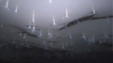 Una nueva especie de la Antártida podría revelar si hay vida en la luna de Júpiter