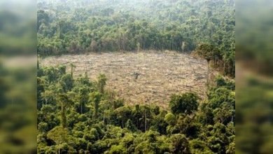 El progreso vuelve a amenazar a los 'pulmones del planeta'