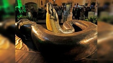 La 'serpiente' más grande del mundo se exhibe en EE. UU.