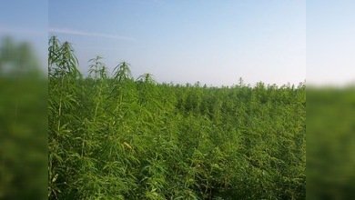 La policía de California decomisa 25.000 plantas de marihuana