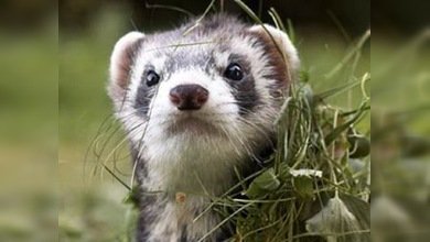 Artistas a la fuga: Varios animales de un circo de Siberia huyen de la depresión