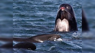Continúa el rescate de los calderones 'suicidas' en la costa escocesa