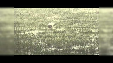 ‘La fábula del capiguara y la garza’