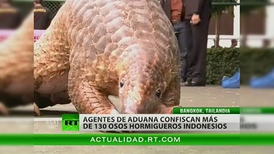 Tailandia confisca 130 osos hormigueros