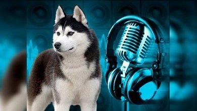 El primer perro que grabó una canción