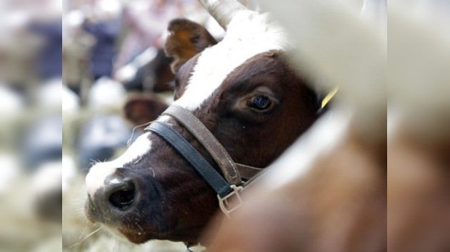 Granjero norteamericano se suicidó tras matar 51 vacas lecheras a balazos