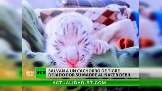 Una cría de tigre blanco repudiada por su madre encuentra hogar en un zoo... y en Internet