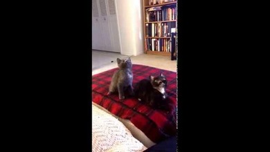 Gatitos que bailan al son de la canción ‘Turn Down For What’