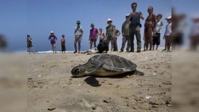 Clínicas veterinarias intentan salvar a las tortugas de las costas de Israel
