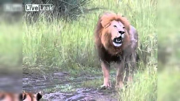 Aprendiendo a rugir: unos cachorros de león tratan de imitar a su padre