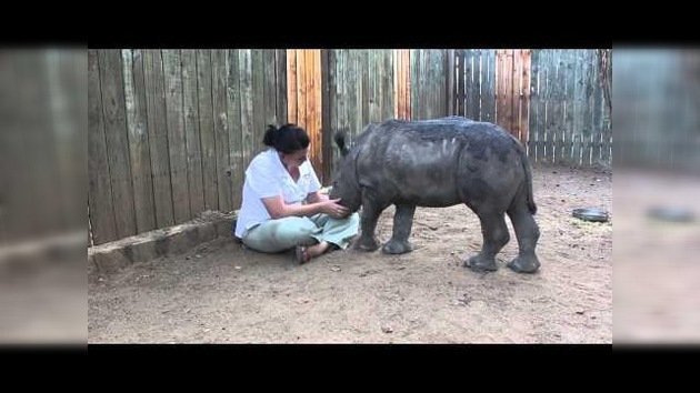 Bebé rinoceronte llora por las noches tras el asesinato de su mamá