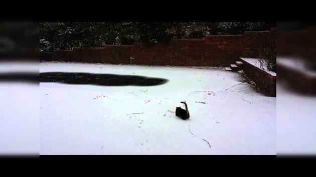 ¿Qué pasa cuando un gato ve la nieve por primera vez?