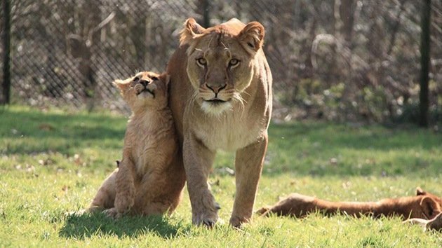 El sacrificio de una familia de leones en un zoo causa indignación en el Reino Unido