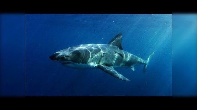 Científicos australianos hallan al misterioso devorador de tiburones