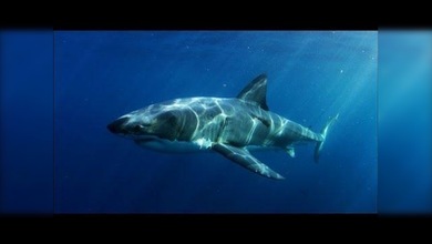Científicos australianos hallan al misterioso devorador de tiburones