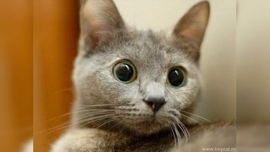Compilación de videos con los gatos más divertidos y populares