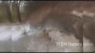 Un perro se sacrificó para salvar a su dueño de un cocodrilo