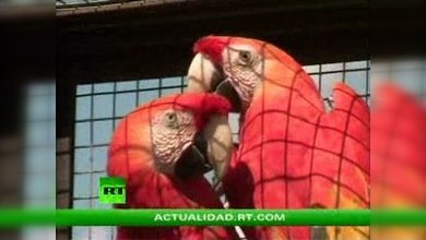 ENCUENTROS CON LA NATURALEZA : EL MUNDO DE LAS AVES 