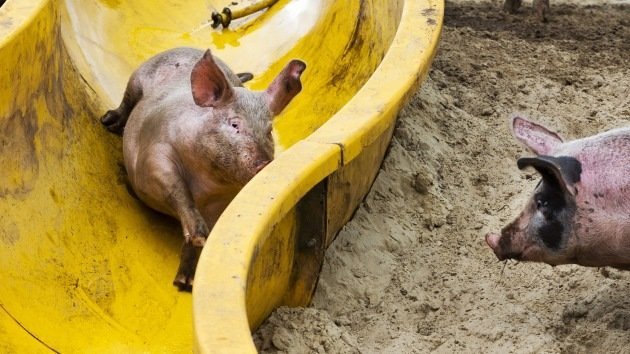 Fotos: Un granjero holandés instala un tobogán para hacer a sus cerdos más felices