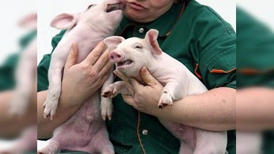 Seis cerditos se cuelan en el ministerio ruso de Educación