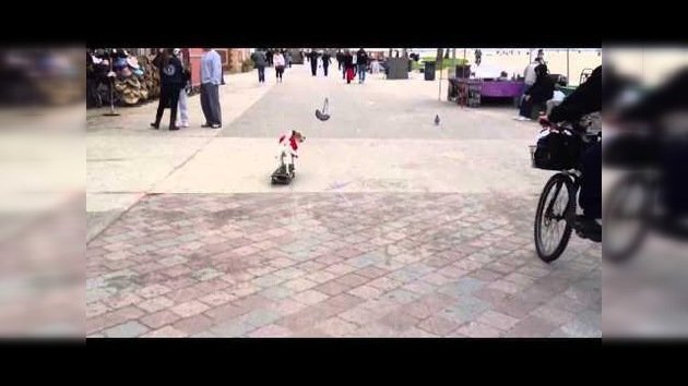 'Skateboarding' navideño perruno, de moda en Internet