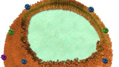 Científicos crean una 'nanoesponja' que absorbe las toxinas del organismo